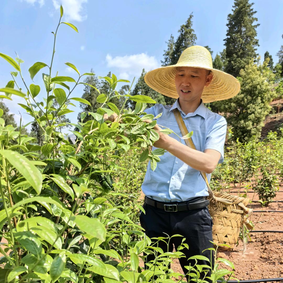 善缘天下普洱茶