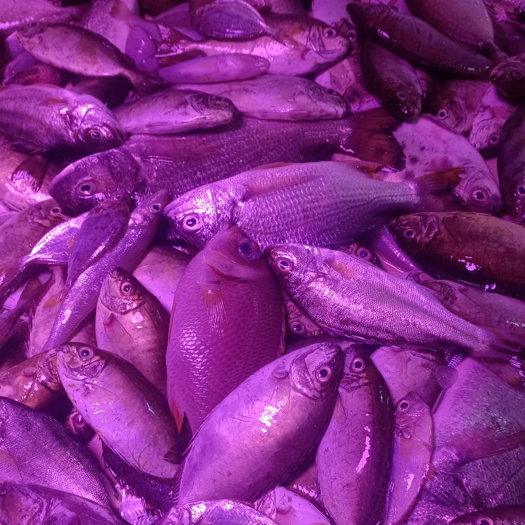 广东湛江天然海杂鱼景仔