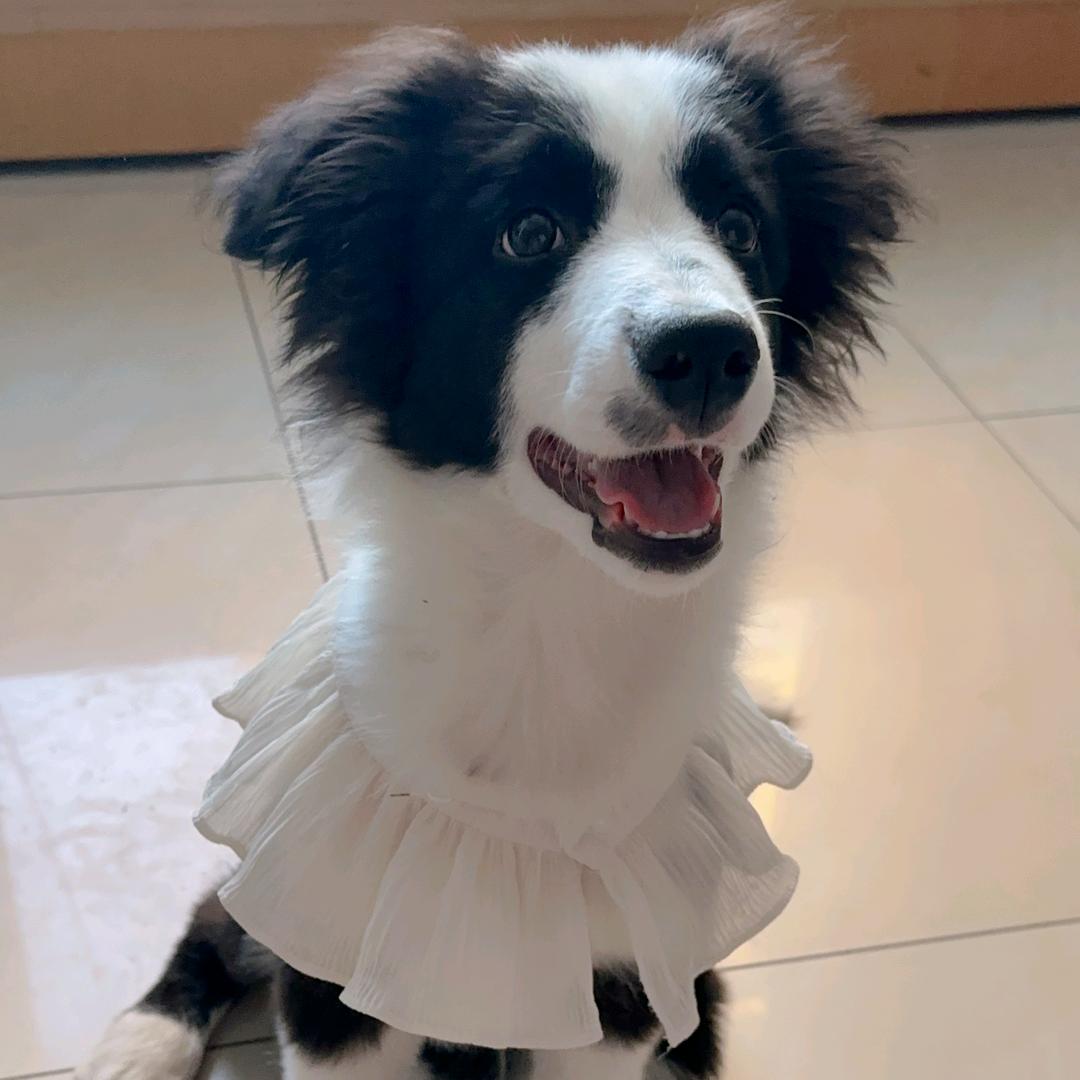 走猫步的小鱼、