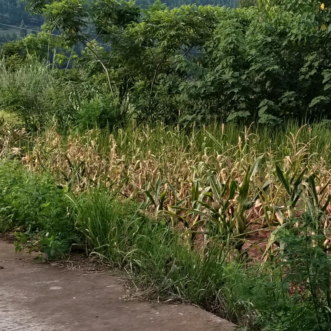 刘老头