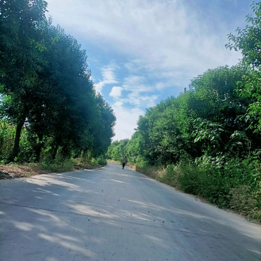 糖在心李
