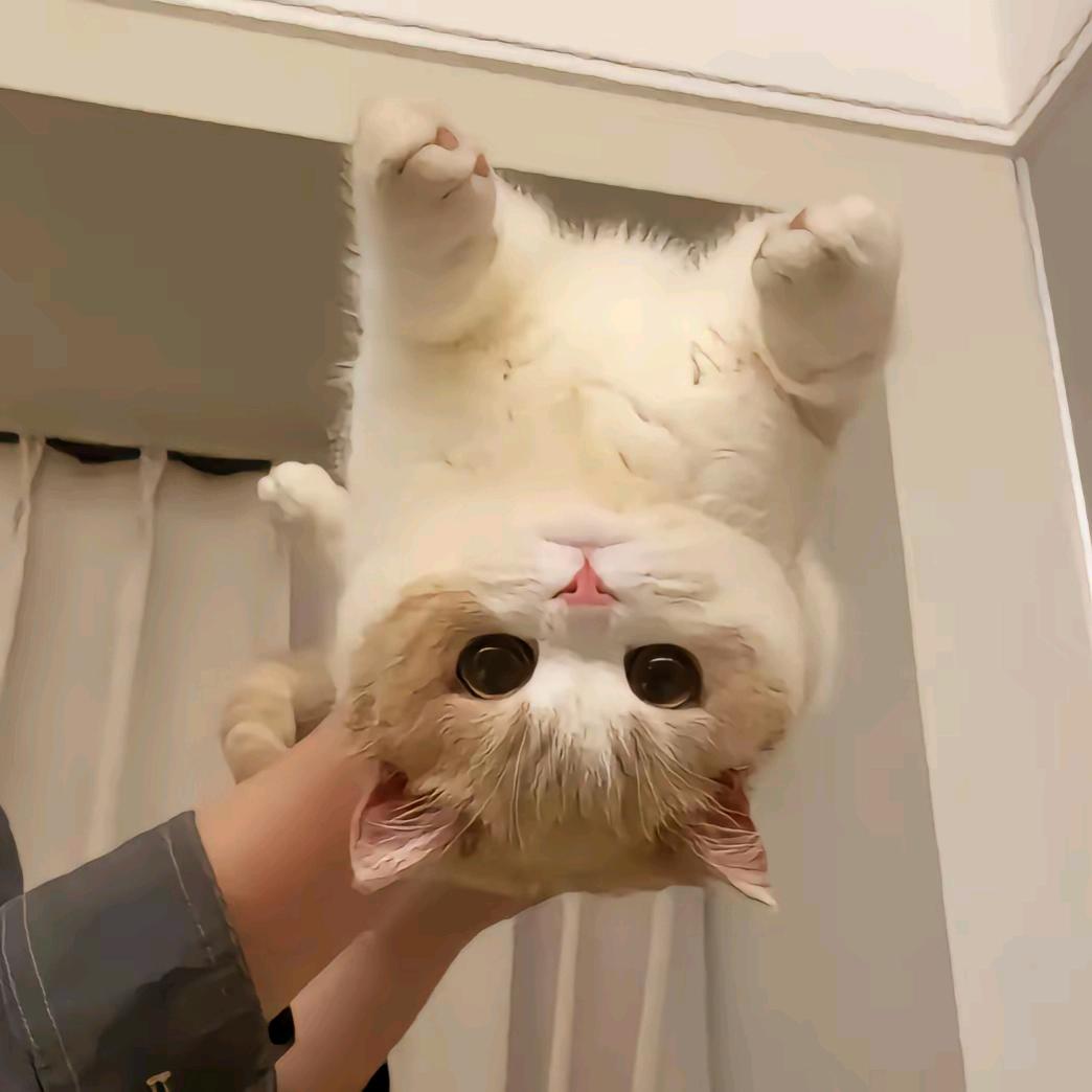 无牙仔