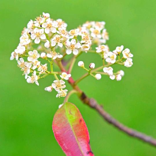 家里不能养？？？