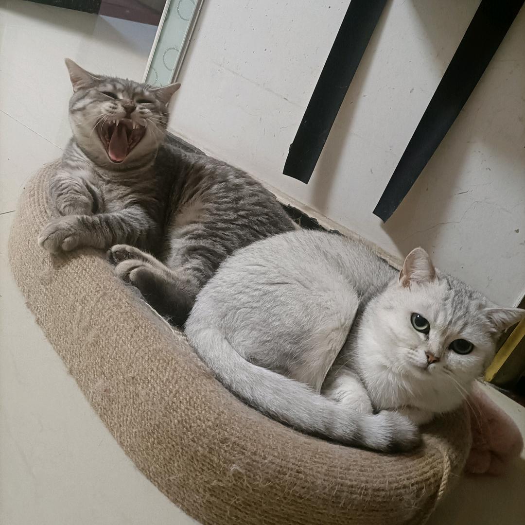 🍄凉拌姜丝🐈。