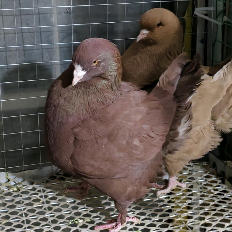 小张养殖🕊