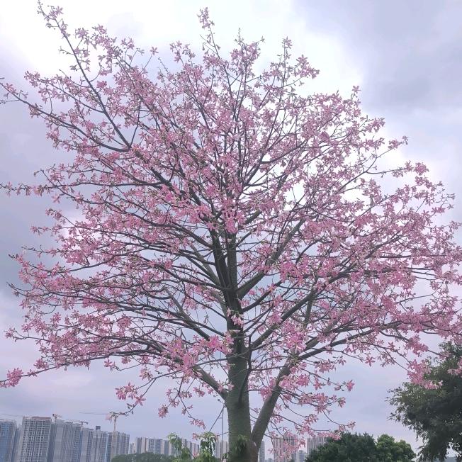 同安