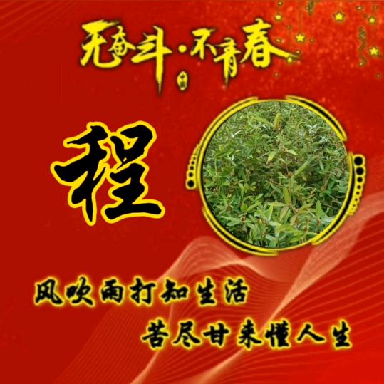 姓程却成全不了你(中药材种植)