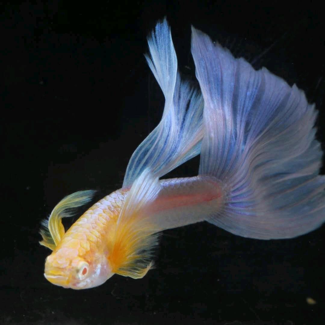 鱼诺与硕观赏鱼