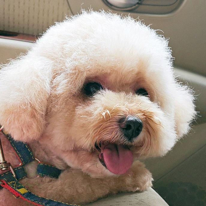 妹妹是只贵宾犬