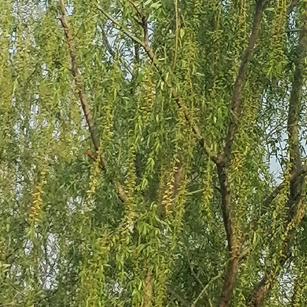 无🈚️梦中相会