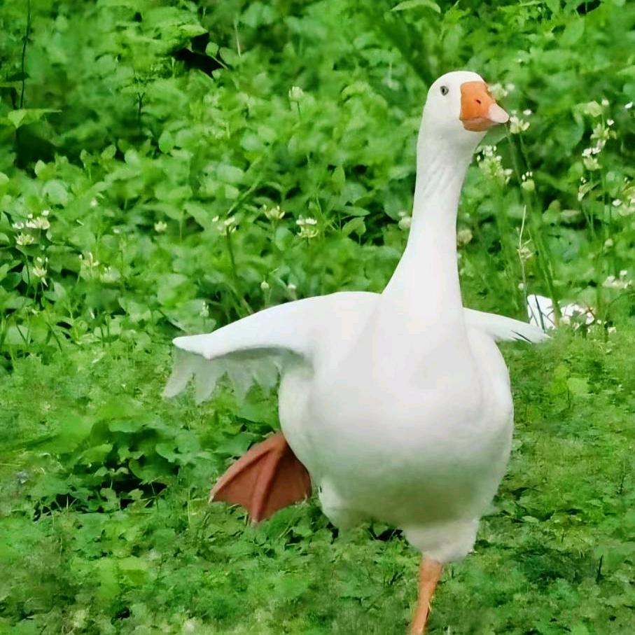 胡  放鹅苗，拔刀翎，回收大鹅