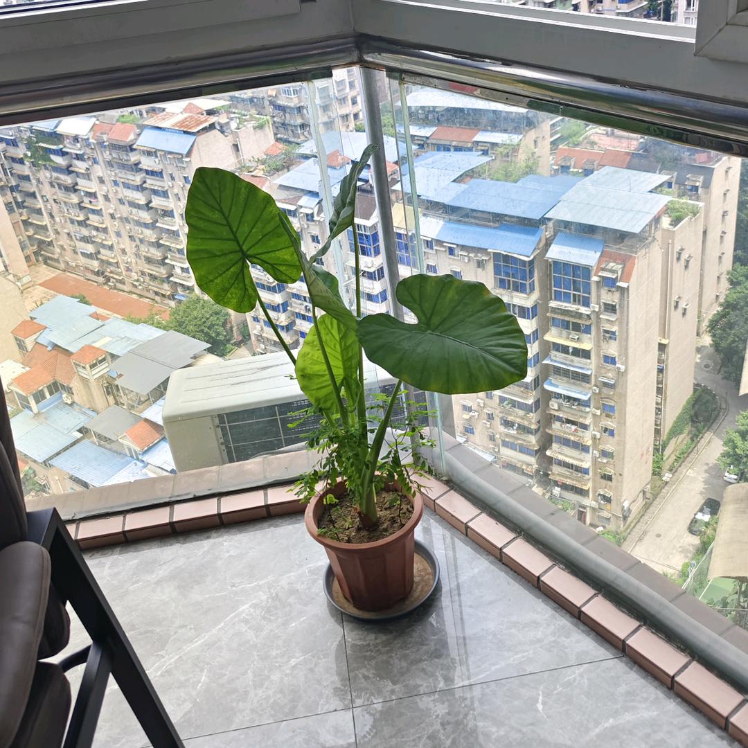 大黄蜂