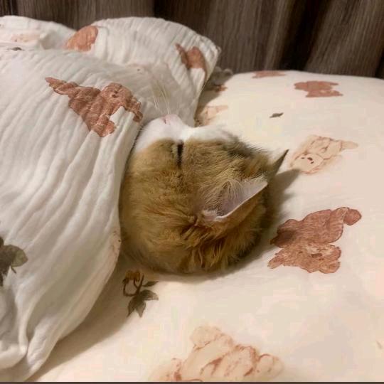 我去碎觉了