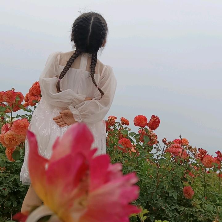 枯叶蝶