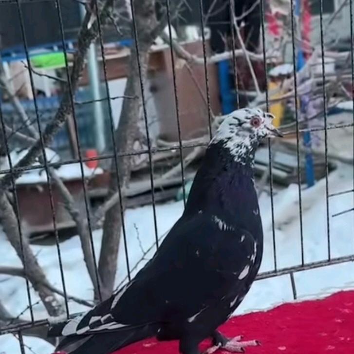 托克逊翻翻鸽艾克然木（zimatu)