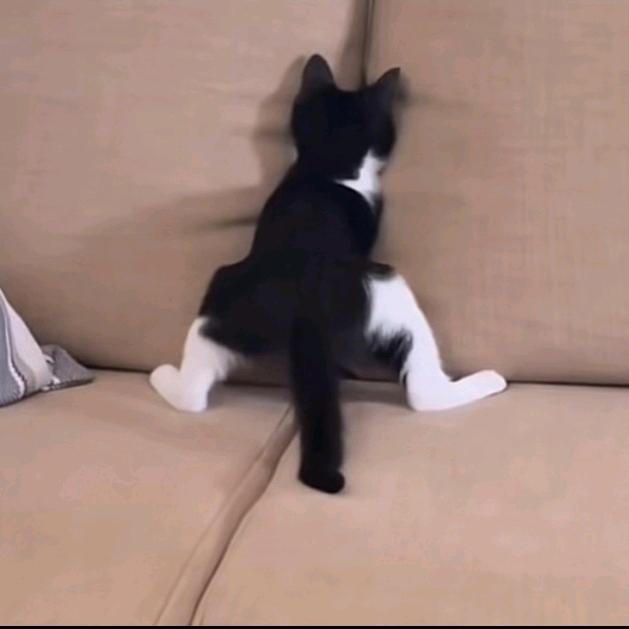 猫帽咪锚