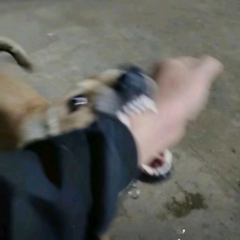 锦鲤