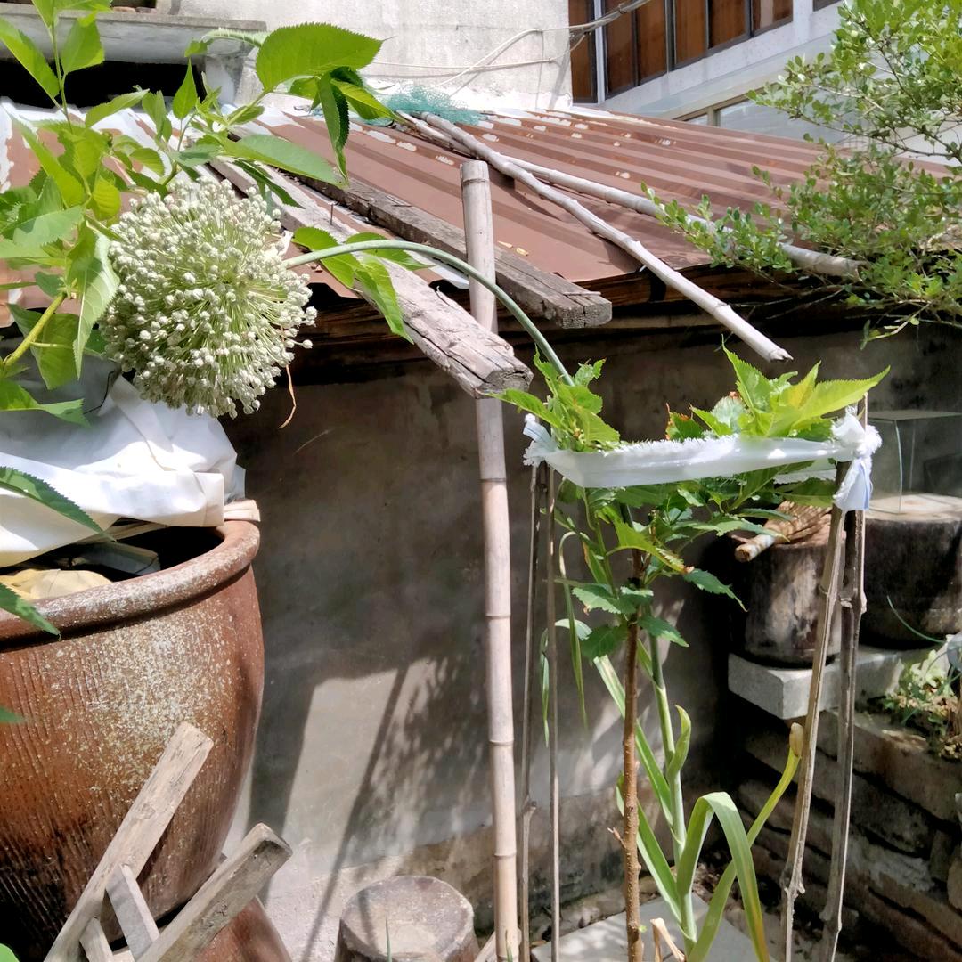 往事如风