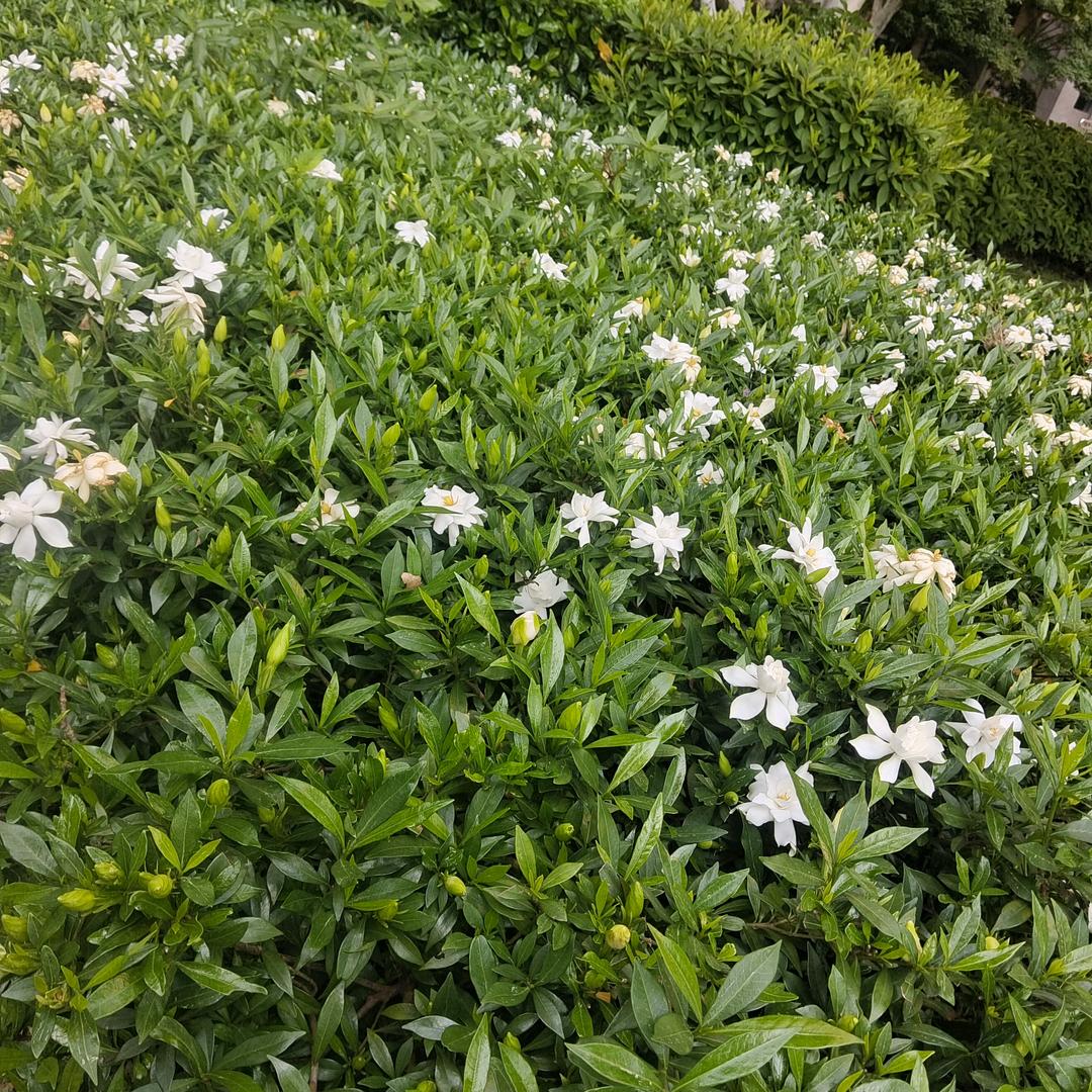 罗月