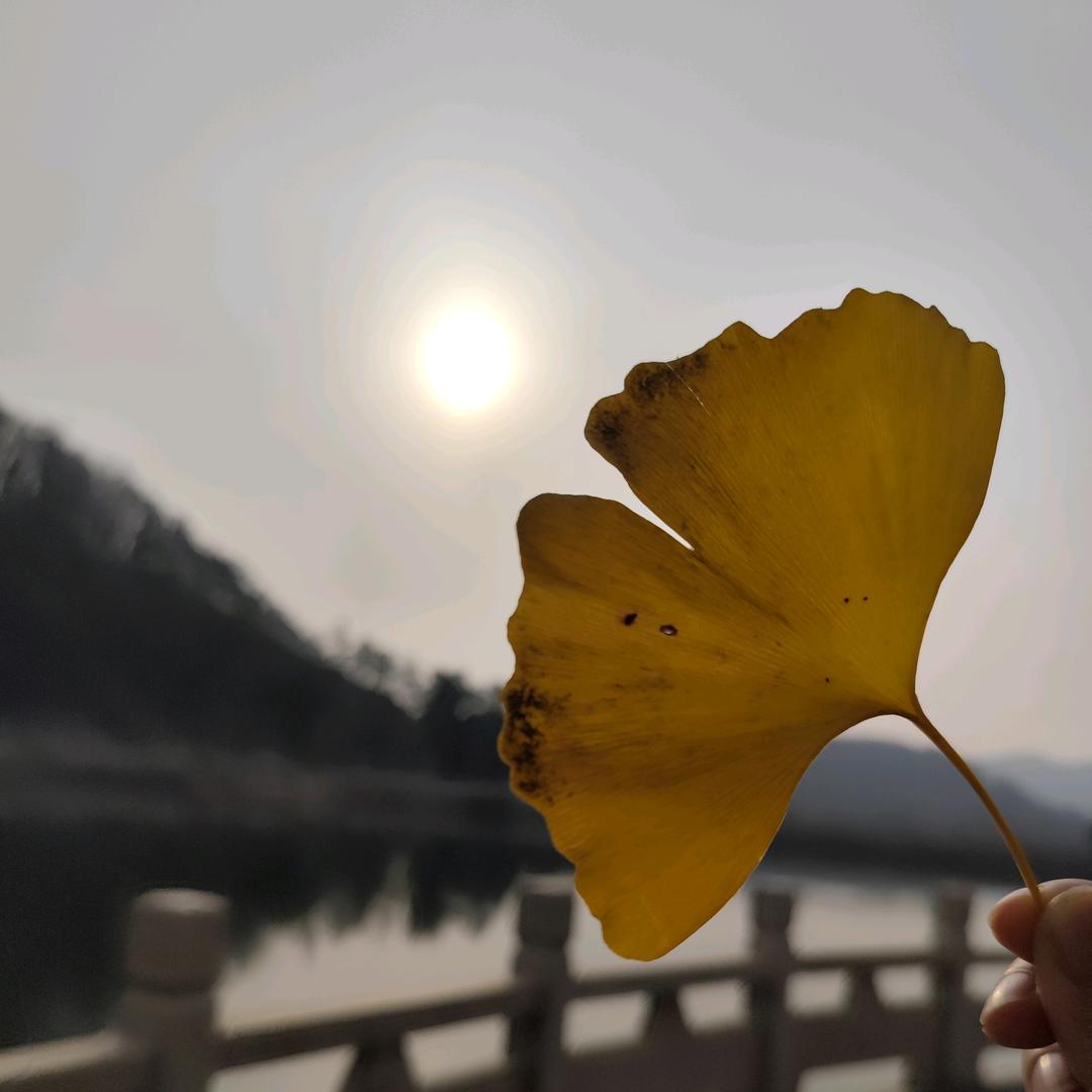╭(╯一碗罗^师粉╰)╮