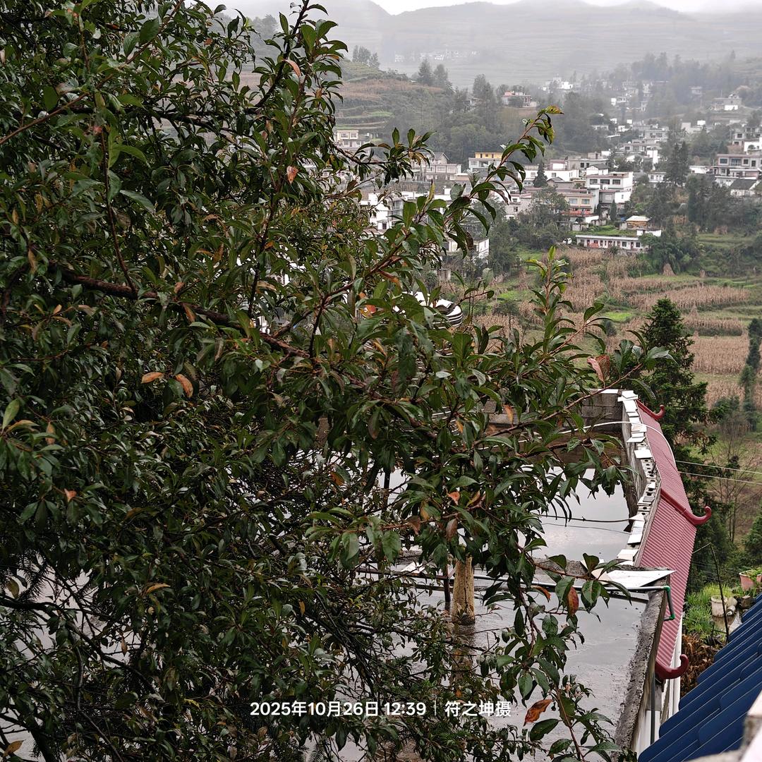 会飞的鱼（驻村版）
