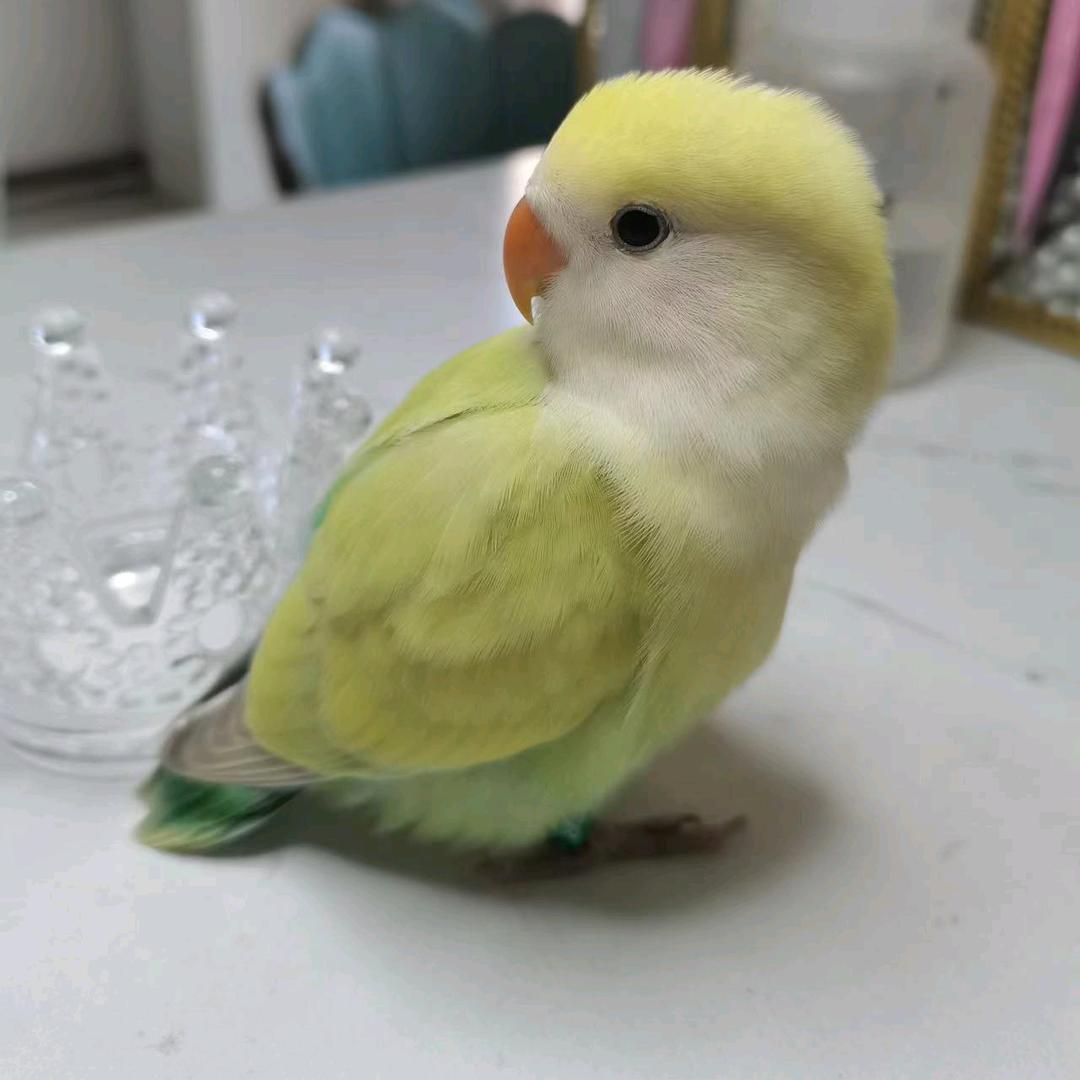 🌈宝姐的萌宠乐园