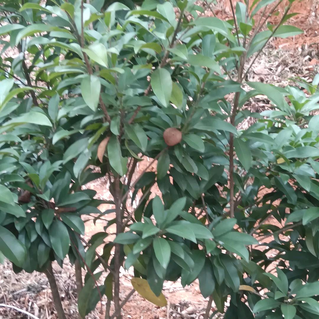 A保（铝型材挤压-抛光-6米氧化线）