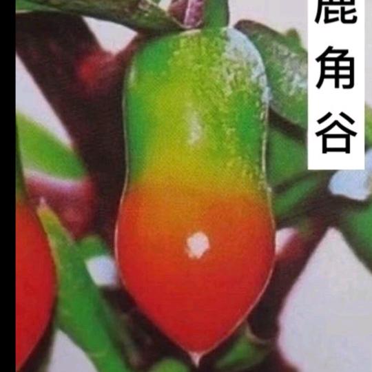 🌙沐川县雨馨园艺场