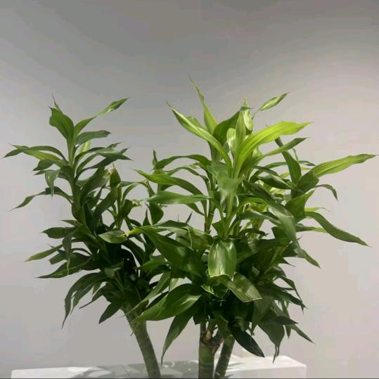 元气
