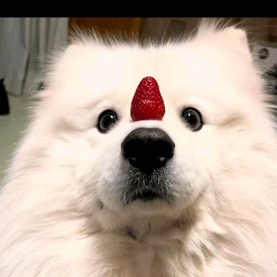 倒霉飞飞光