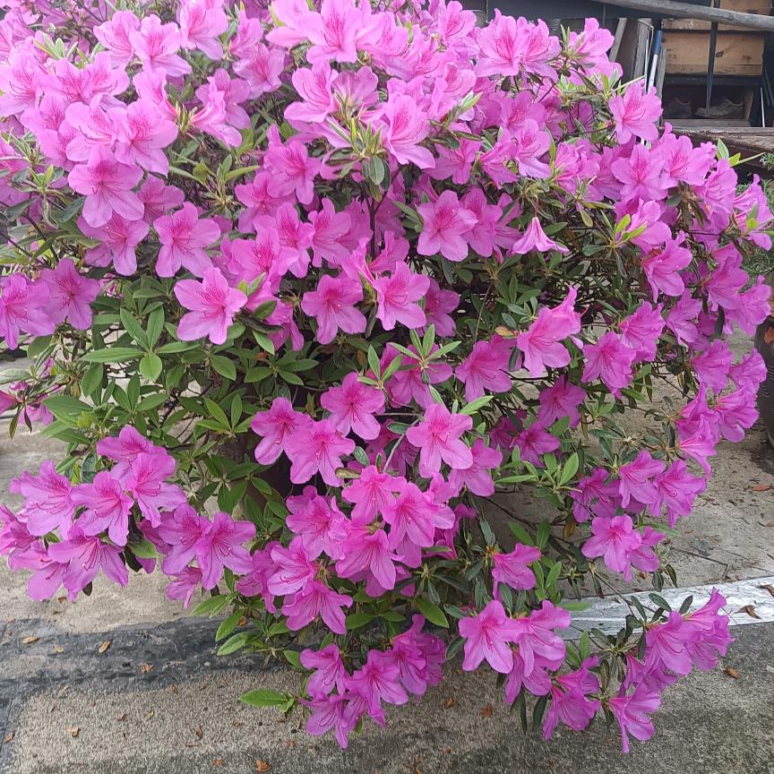 阿莲优品