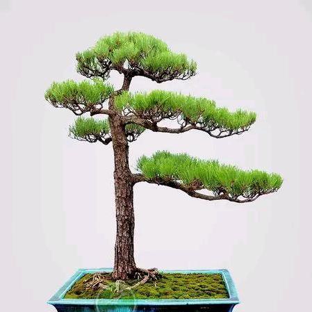 向前冲