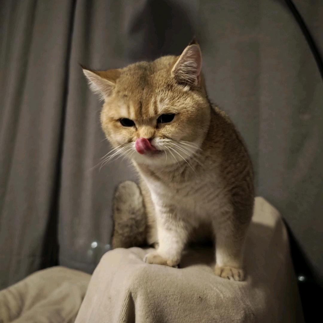 阿茶家的茶叶蛋