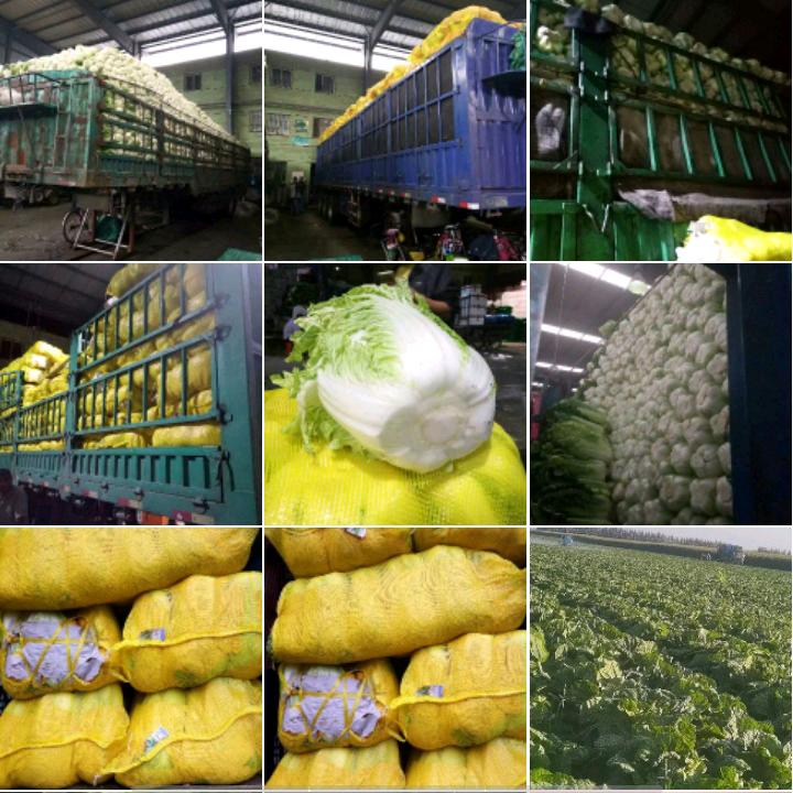 常州市凌家塘白菜产地市场 蔬菜总代销曹帝