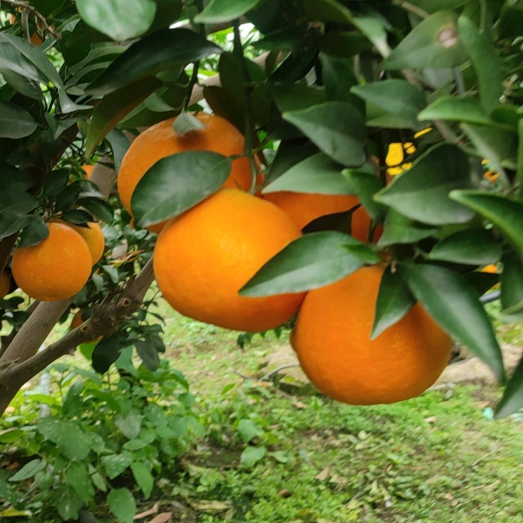 敏💖敏姐 （卖橘子🍊的女孩 种植户）