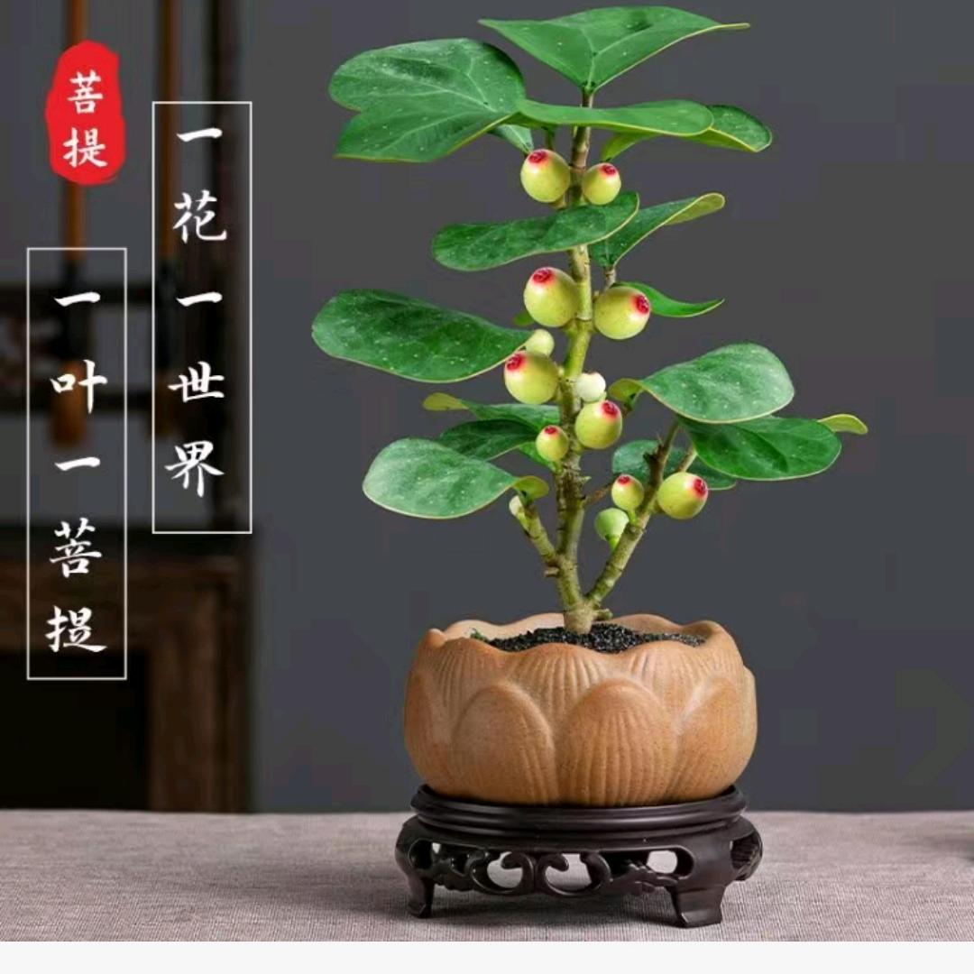 文质彬彬