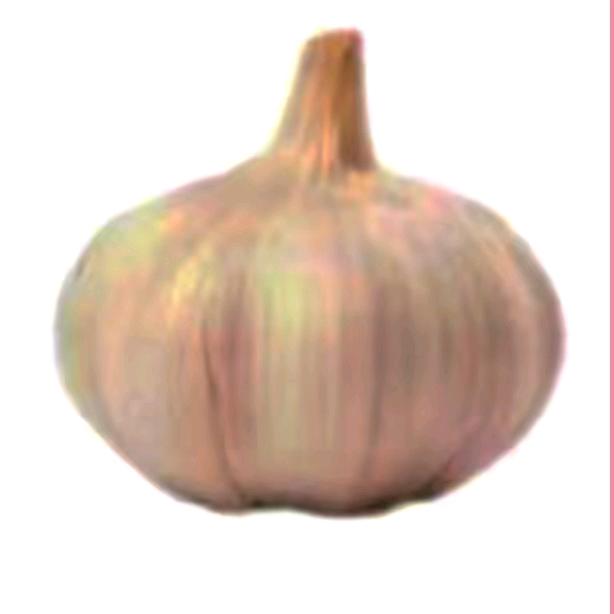大蒜头