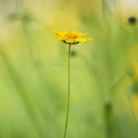 周口专业集成吊顶护墙板