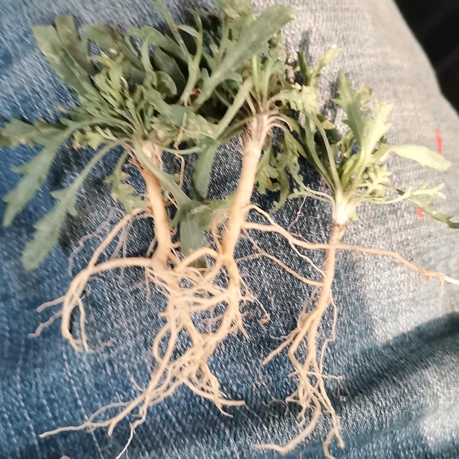 დ᭄九哥℘⸙ დ᭄