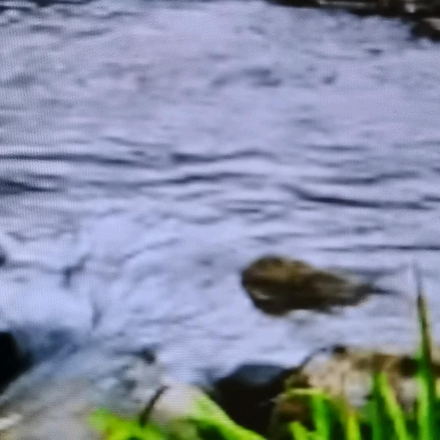 🍎霸道🍎🍎🍎🍎