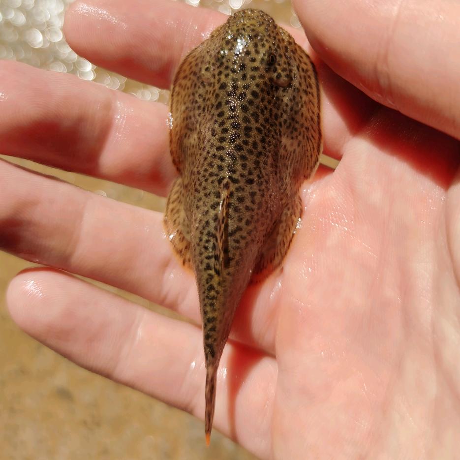 龙须河