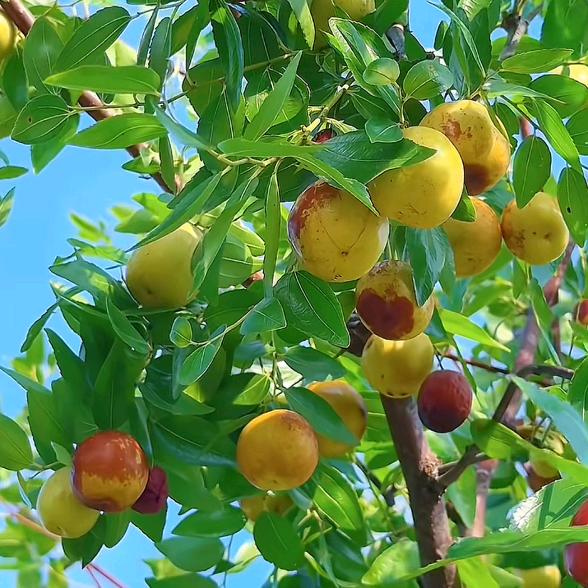 艺术品鉴定交易