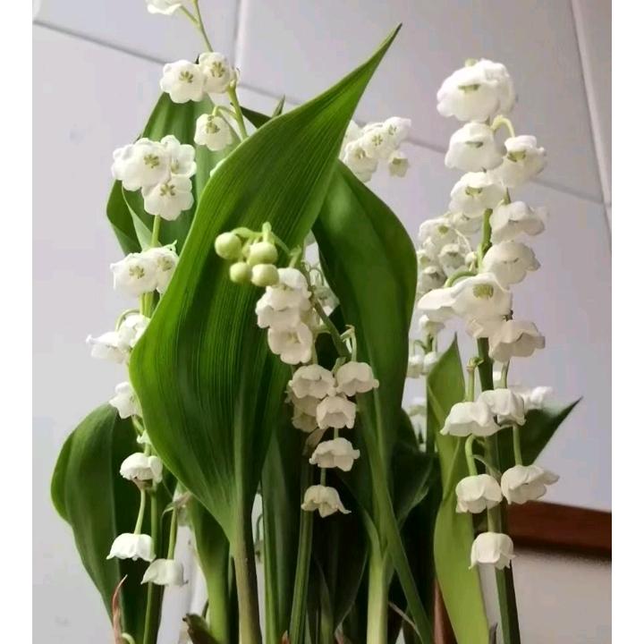 立白导购星推官林燕