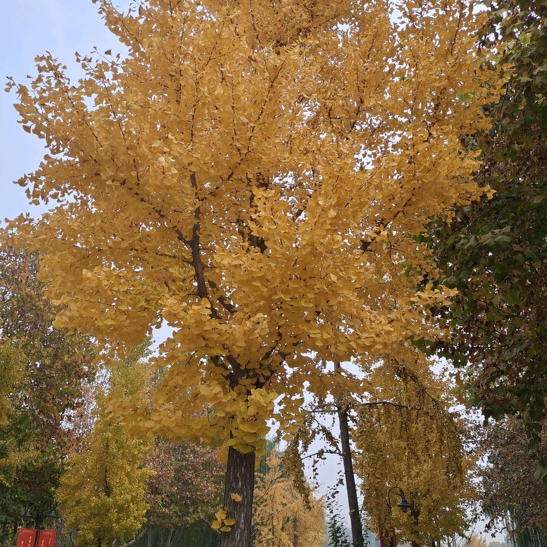 星芒短剧坊