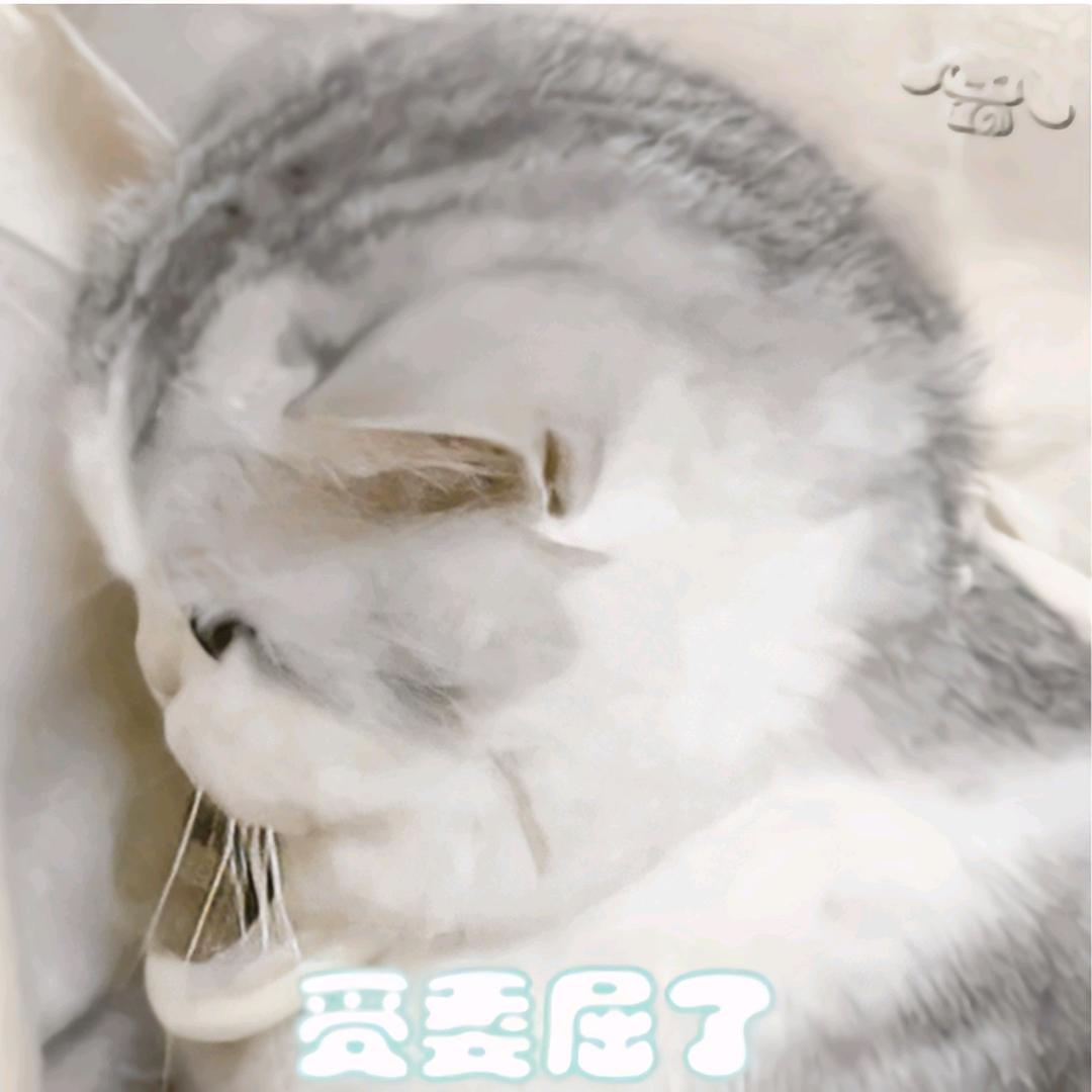 小星糕手
