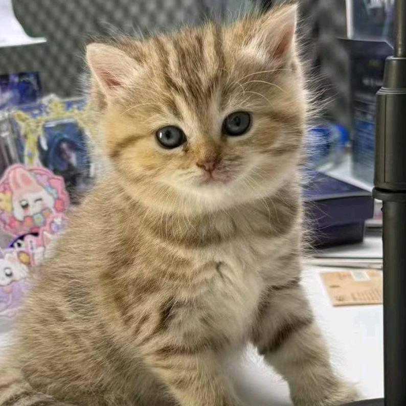 卡哇伊，卡哇伊