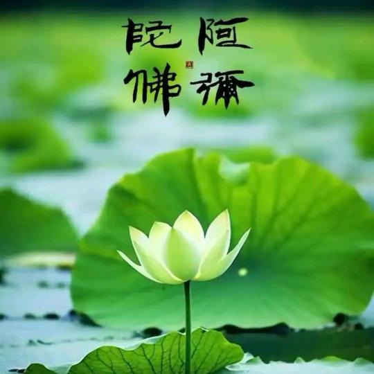 无 咎🪐如 珍
