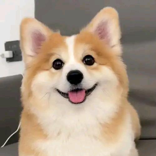 小迪爱狗狗🐶