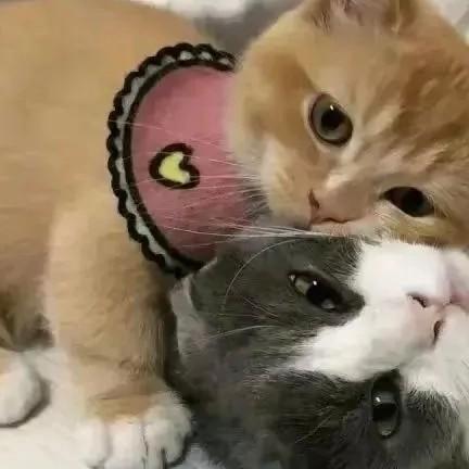 এ⁵²º᭄心冶成鉄ღ᭄ꦿ¹₃¹₄