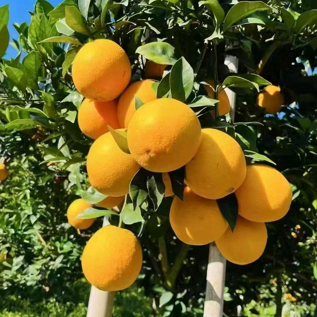 👚👇🍊笑笑-的橱窗